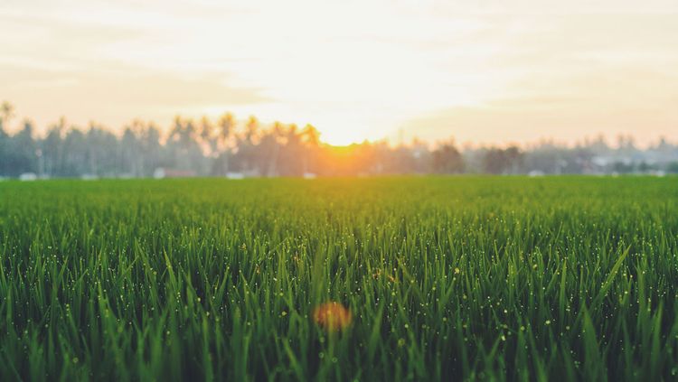 When to Plant Grass in NC