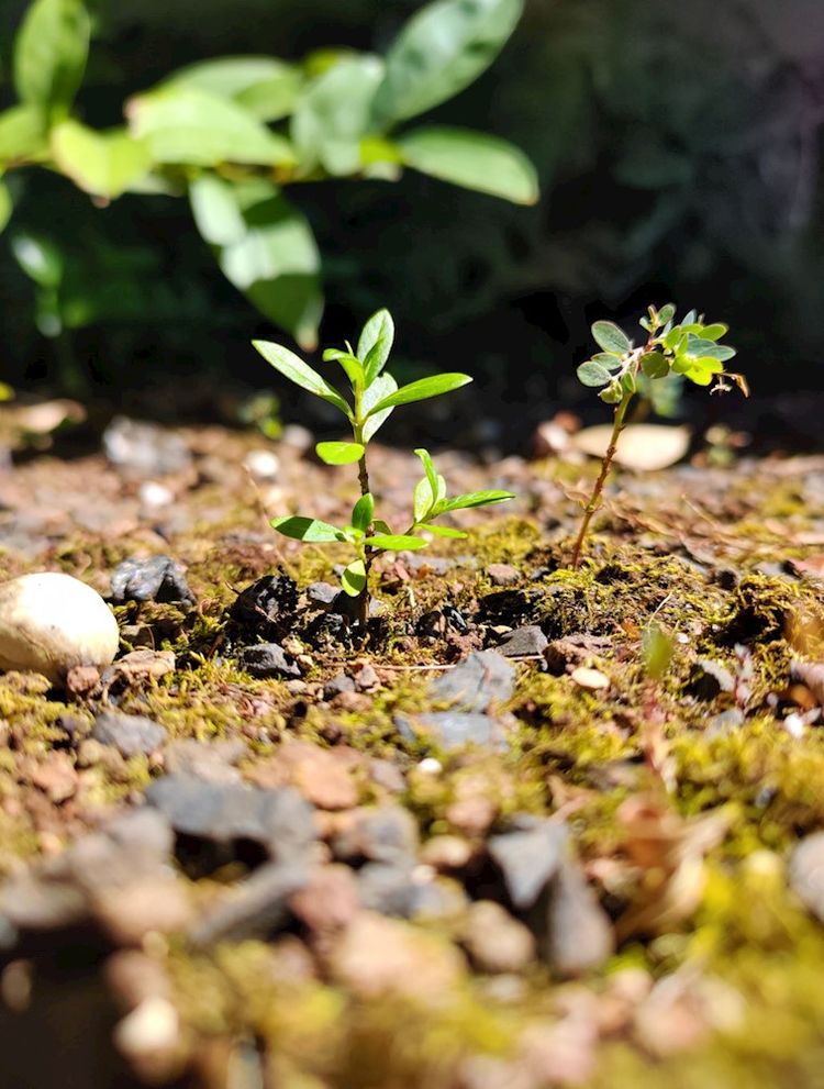 How to Get Rid of Weeds